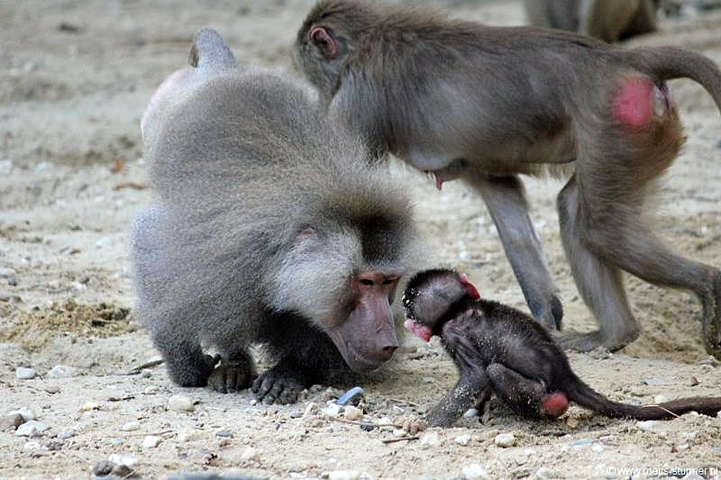 2010-08-24 (644) Aanranding en mishandeling gebeurd ook in de apenwereld.jpg